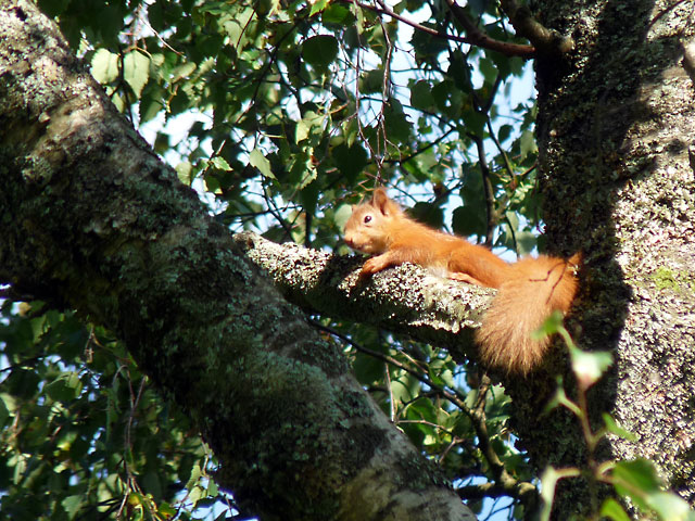 A red squirral in the woods above Grasmere.