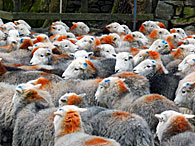 Herdwick sheep