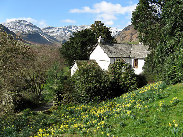Daffodils in the fell garden