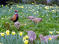 Pheasants
