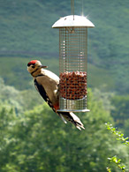 Woodpecker